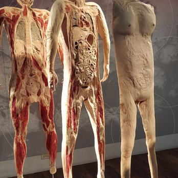 Real Bodies - Museums Near Me - Las Vegas, Nevada Real Bodies - Museums Near Me - Las Vegas, Nevada