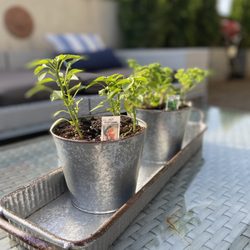 Rising Up Garden Center - Hot Portugal peppers & curled parsley from rising up garden center! Also bought the tin pot set from there, love it!