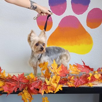 Pooch Paradise - Pet Groomers Near Me - Lake Havasu City, Arizona Pooch Paradise - Pet Groomers Near Me - Lake Havasu City, Arizona