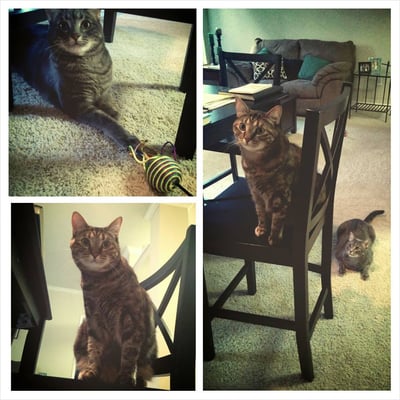 Photo of Prestigious Pets - Dallas, TX, US. Pet Sitter / Cat Sitter Dallas TX