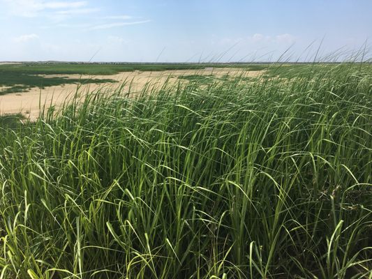 Long Point Beach by null