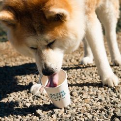 Rezzo Coffee - We have pup cups! Treat your dog to a cup or house-made whipped cream!