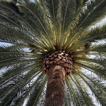 Epiphany Cellars - Gorgeous palm tree in tasting area - Wine Tasting Room Near Me - Los Olivos, California