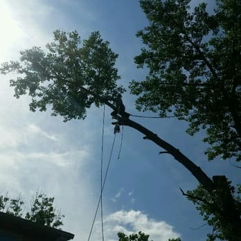 R&M Tree Service - Tree removal - Tree Services Near Me R&M Tree Service - Tree removal - Tree Services Near Me