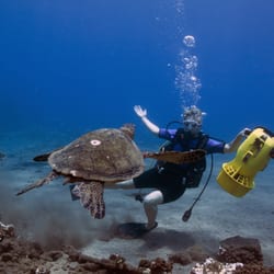 Maui Scuba Mike - Mike makes sure we have the best dives to see the most amazing things. Sea turtles on every dive.