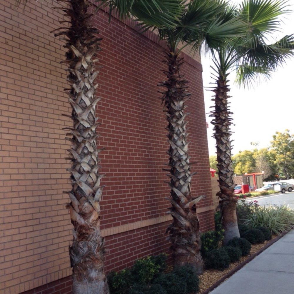 Chick-fil-A - Fast Food Near Me - Ocala, Florida Chick-fil-A - Fast Food Near Me - Ocala, Florida
