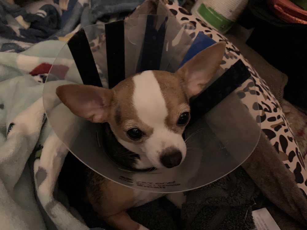 JEFFERSON ANIMAL HOSPITAL Updated July 2024 22 Photos & 20 Reviews