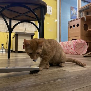 Catpurrccinos - Kitten - Themed Cafes Near Me - Huntington, New York Catpurrccinos - Kitten - Themed Cafes Near Me - Huntington, New York