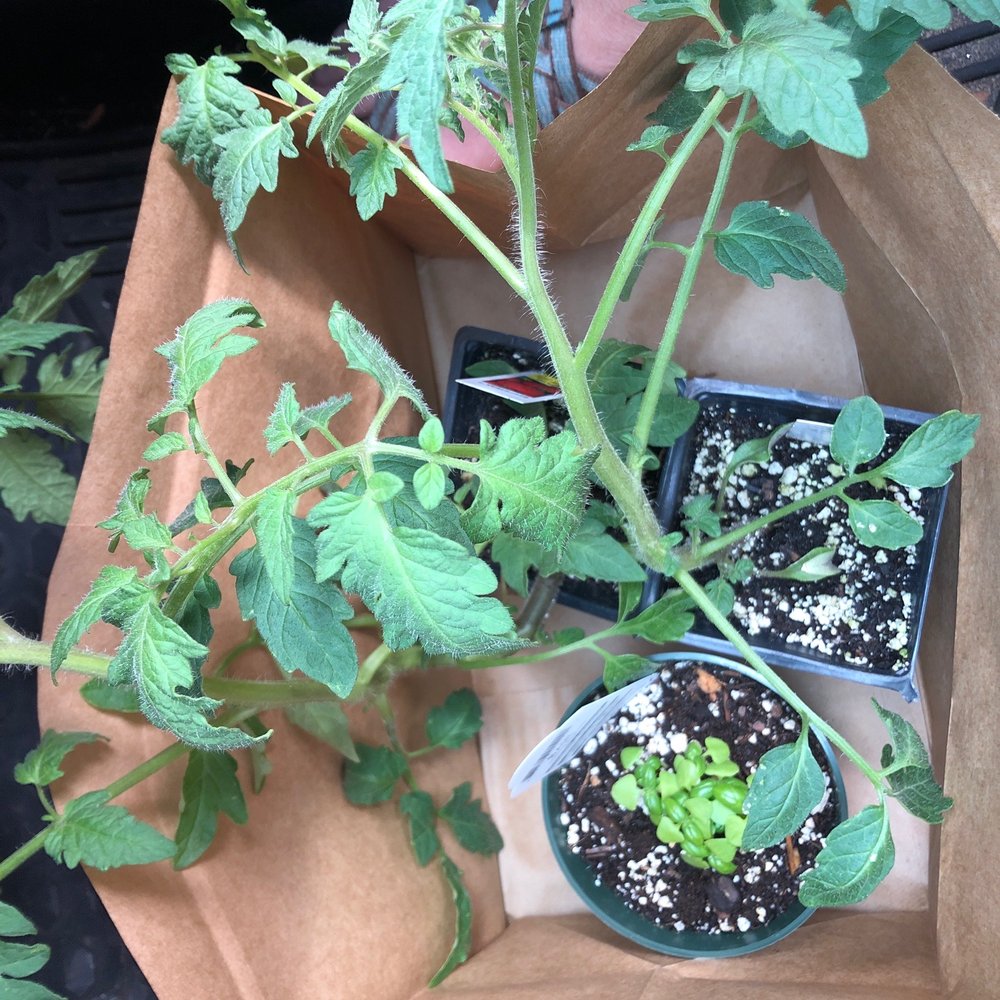 Basil and tomato plants