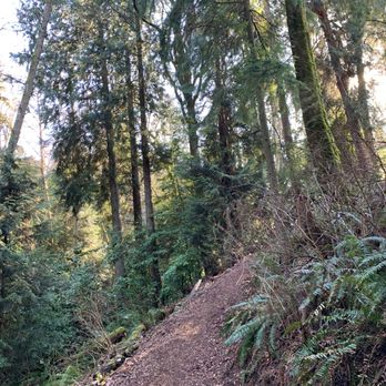 Deer Creek Park - Trail leading uphill, trying to find the meadow. - Parks Near Me - Woodway, Washington Deer Creek Park - Trail leading uphill, trying to find the meadow. - Parks Near Me - Woodway, Washington