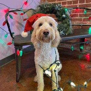 FROGS TO DOGS - 55 Photos & 79 Reviews - 318 E Howard Ave, Decatur, GA ...