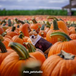 Dave's Pumpkin Patch @ Vierra Farms - Early in October. Still full of pumpkins to pick from.