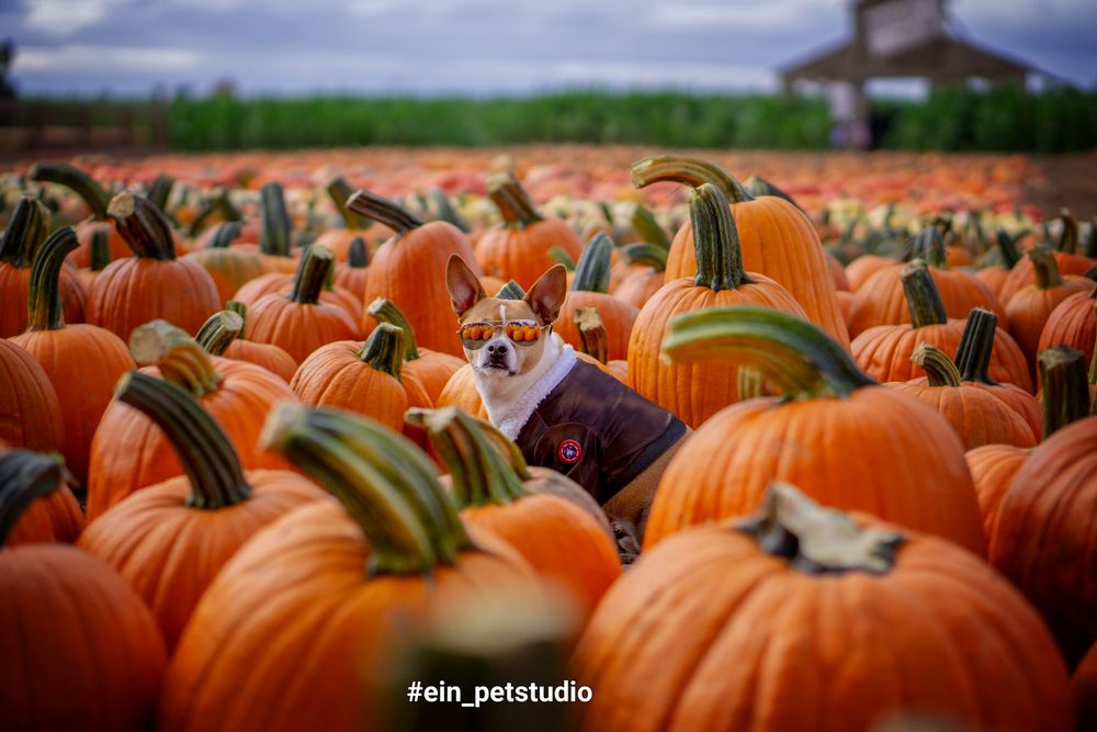 DAVE’S PUMPKIN PATCH VIERRA FARMS Updated October 2024 339 Photos