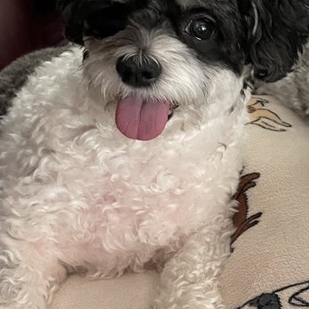 Ruff Kuts by Kristin - Pet Groomers Near Me - DeLand, Florida