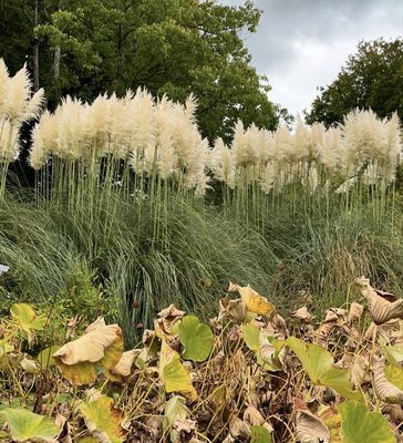 Botanical Garden by null