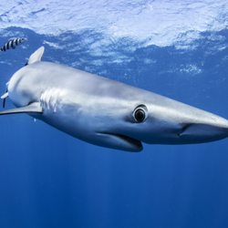 Hawaii Adventure Diving