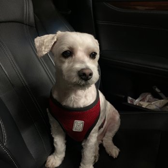 PetSmart Grooming - After Short hair for the heat! - Pet Training Near Me - REDLANDS, California PetSmart Grooming - After Short hair for the heat! - Pet Training Near Me - REDLANDS, California
