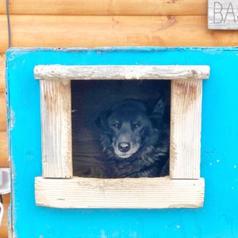 EarthSong Lodge & Cabins - Such sweet doggies! - Hotels Near Me - Healy, Alaska