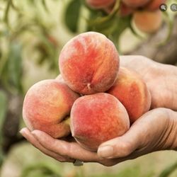 Rogers Orchards - Sunnymount
