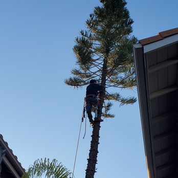 Andy's Tree Service - Tree Services Near Me - Escondido, California Andy's Tree Service - Tree Services Near Me - Escondido, California