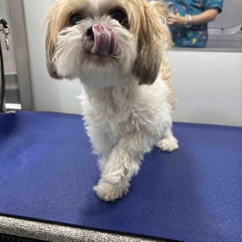 Classy Critters - Pet Groomers Near Me - Lake Zurich, Illinois Classy Critters - Pet Groomers Near Me - Lake Zurich, Illinois
