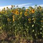 Photo of Farmland Adventures