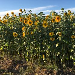 Farmland Adventures