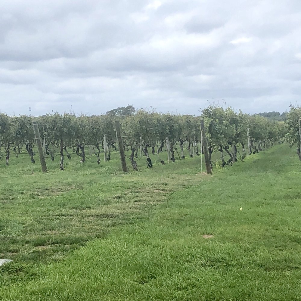 Palmer Vineyards - Wineries Near Me - Aquebogue, New York Palmer Vineyards - Wineries Near Me - Aquebogue, New York