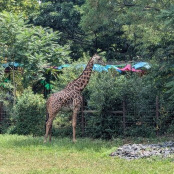 Franklin Park Zoo - Zoos Near Me - Boston, Massachusetts Franklin Park Zoo - Zoos Near Me - Boston, Massachusetts