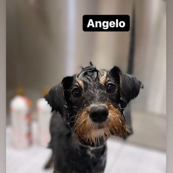 My Loyal Pups Grooming Studio - Angelo Has my heart since a puppy - Pet Groomers Near Me - Wayne, New Jersey My Loyal Pups Grooming Studio - Angelo Has my heart since a puppy - Pet Groomers Near Me - Wayne, New Jersey