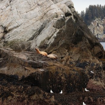Major Marine Tours - Sea lions - Boating Near Me - Seward, Alaska