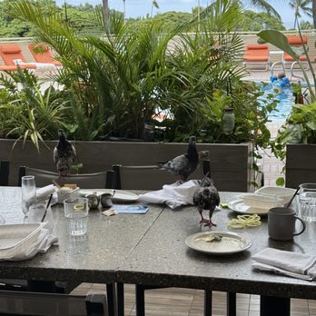 Deck. - Pidgeons on our table the second we stood up - Hawaiian Near Me - Honolulu, Hawaii