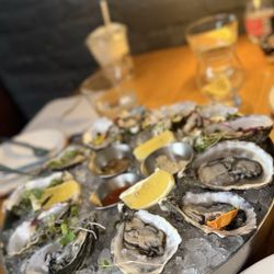 Daily Oysters