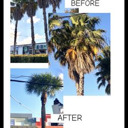 Total Lawn Care Solutions - Tree trimming, bucket truck, cleaning palms, Washingtonian Palms, Sabal Palms, before and after.
