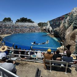 SeaWorld San Diego - That Orca Tail about to do some serious damage to the front row