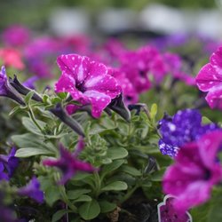 Passiglia Landscape, Nursery & Garden Center