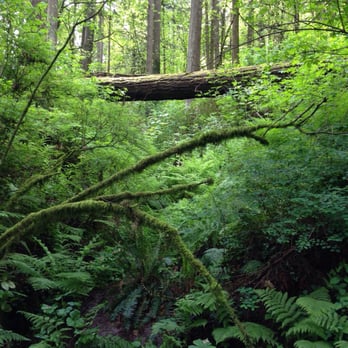 Forest Park - Parks Near Me - Portland, Oregon