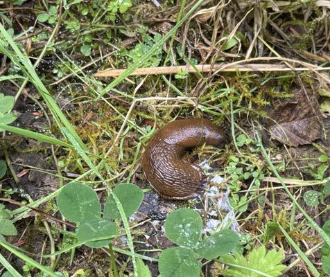 Willapa National Wildlife Refuge by null