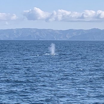 Harbor Breeze - Blue whale - Boat Charters Near Me - Long Beach, California Harbor Breeze - Blue whale - Boat Charters Near Me - Long Beach, California