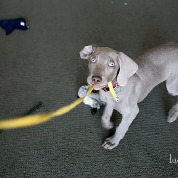 Lucas Mobley Photography - Taken by Lucas- our puppy at our engagement shoot - Event Photography Near Me - Seattle, Washington