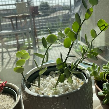 CA Succulent Garden - Silver dollar - Nurseries & Gardening Near Me - Placentia, California