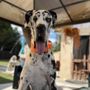 Bay Area Balanced Dog Training