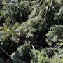 Tamborine Rainforest Skywalk