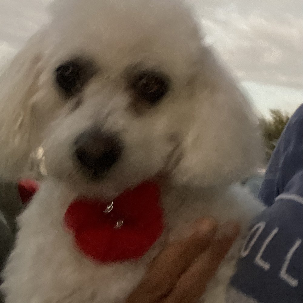 Pet Point Grooming - After - Pet Groomers Near Me - Pembroke Pines, Florida Pet Point Grooming - After - Pet Groomers Near Me - Pembroke Pines, Florida