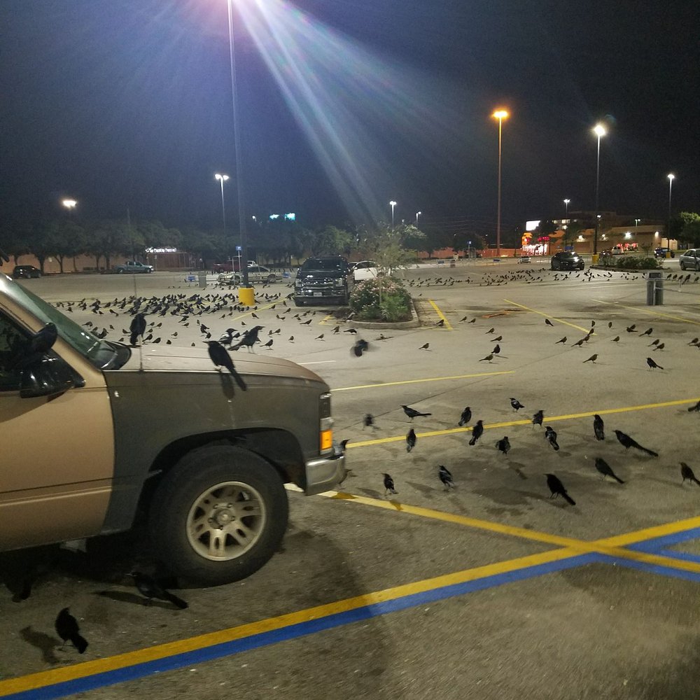 Walmart Supercenter - Bird attack - Grocery Near Me - Houston, Texas Walmart Supercenter - Bird attack - Grocery Near Me - Houston, Texas