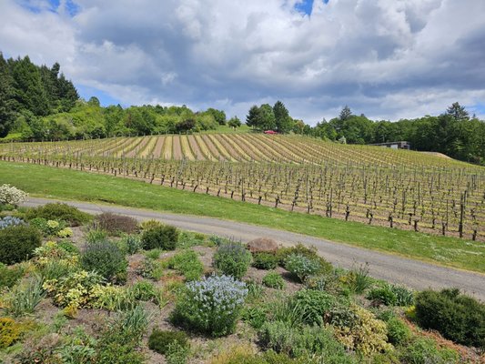 Patricia Green Cellars by null