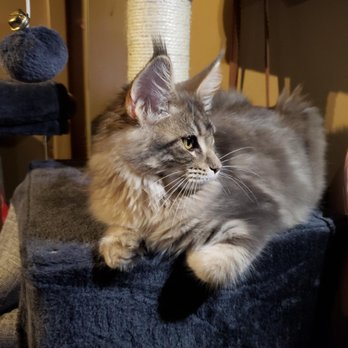 Mainesuspect Maine Coons - Profile - Pet Breeders Near Me Mainesuspect Maine Coons - Profile - Pet Breeders Near Me