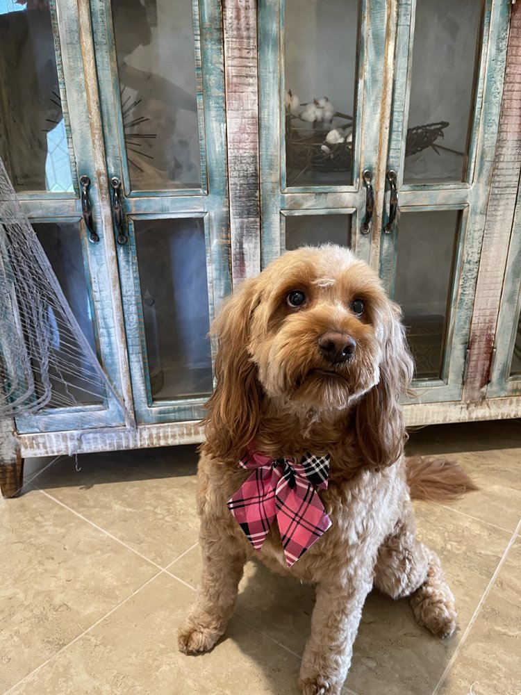 ALL PETS GROOMING & BOARDING Updated October 2024 11 Photos & 13