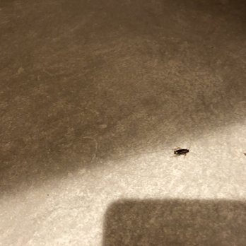 Saigon One Pho - Cockroach crawling - Vietnamese Near Me - Virginia Beach, Virginia Saigon One Pho - Cockroach crawling - Vietnamese Near Me - Virginia Beach, Virginia