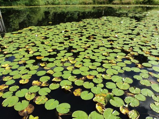 Gorman Nature Center by null